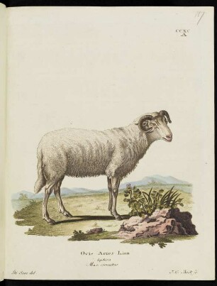 CCXC A Ovis Aries Linn leptura Mas: cornutus