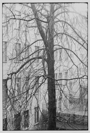 Baum in einem Hinterhof