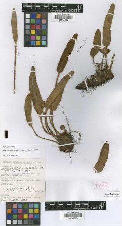 Elaphoglossum engelii (H.Karst.) H.Christ