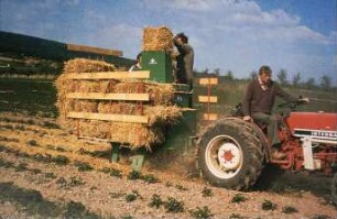 Fotografie: Obstbau, Kulturtechnik, Erdbeeren