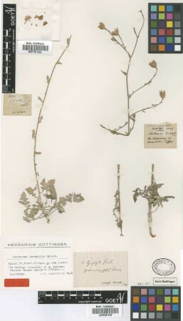 Centaurea lyrophylla Griseb. [holotype]