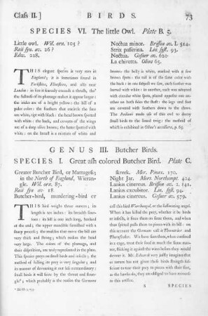 Genus III. Butcher Birds