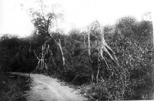 Mangrovenluftwurzeln bei Viktoria