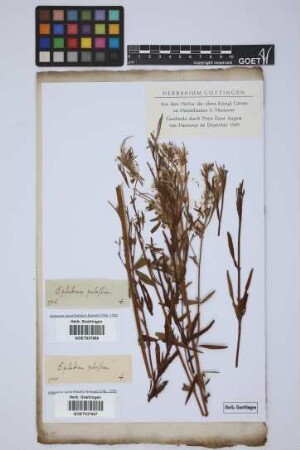 Epilobium palustre L.