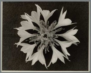 Kornblume, Blütenstand (Centaurea cyanus)