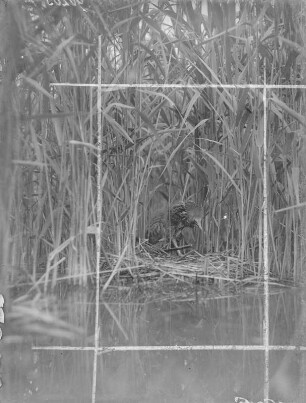 Große Rohrdommel : Rohrdommel (Botaurus stellaris Linnaeus), Jungvogel geht zurück auf das Nest.