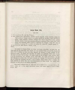 Arca Tab. VI.