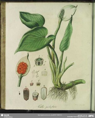 Calla Palustris. Tabula XV.