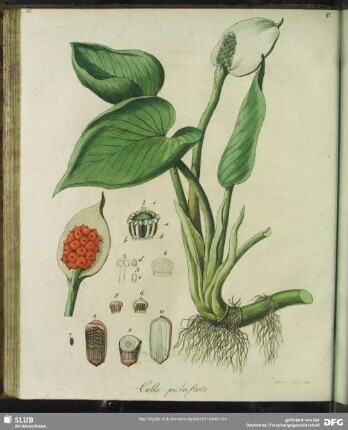 Calla Palustris. Tabula XV.