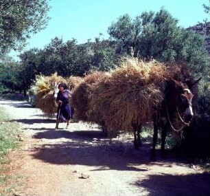 Kreta. Maultiertransport