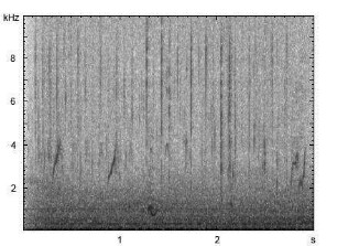 Stockente | Anas platyrhynchos - Ruf