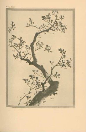 Plate XXI