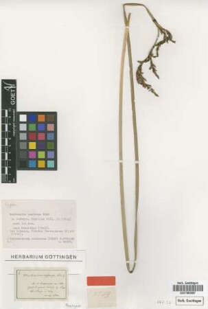 Machaerina resinosa Nees [syntype]