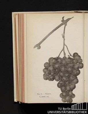 Fig. 19. - Besgano. 1/2 grand. nat