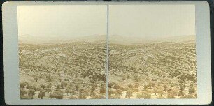 Vineyards & Olive Groves around Bethlehem. [Bethlehem, Weinberge und Olivenhaine]