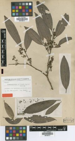 Myristica paniculata A.DC. [isotype]