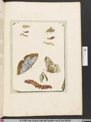 [Metamorphose eines Schmetterlings]