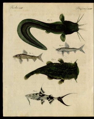 Fische Aus Bengalen.