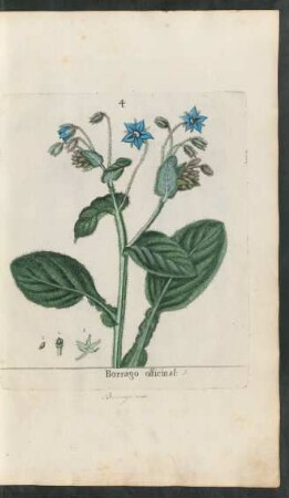 4. Borrago officinalis