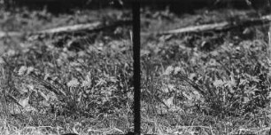 Löwenzahn : Gewöhnlicher Löwenzahn auf einer Wiese