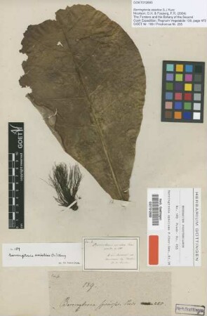 Barringtonia speciosa J.R.Forst. & G.Forst. [type]