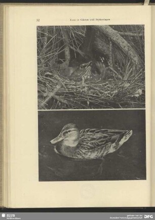 Stockente