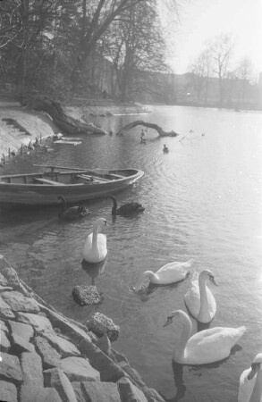 Schwäne im Winter.