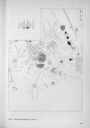 Abb.1 : Duvensee, Wohnplatz 6, planum