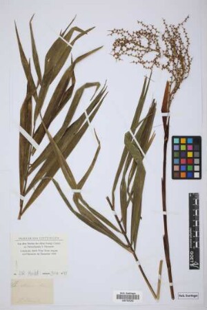 Chamaedorea elegans Mart.