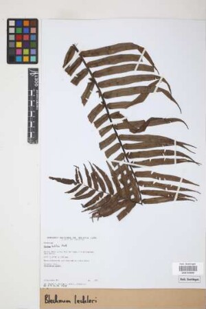Blechnum lechleri Mett.