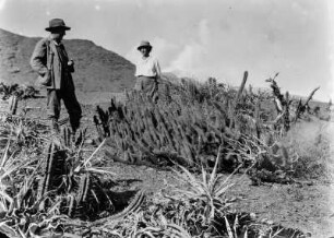 Trockenvegetation im Tal des Rio Llico : Expeditionsteilnehmer neben Trockenvegetation mit Kakteen