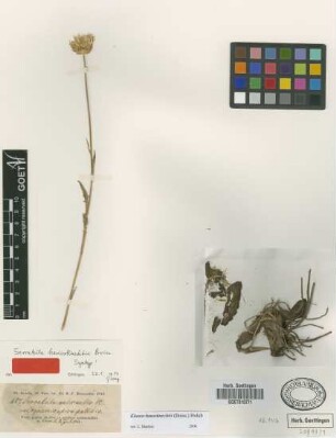 Serratula haussknechtii Boiss. [syntype]