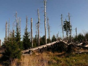 abgestorbener Nadelwald im Nationalpark Hochharz am Brocken