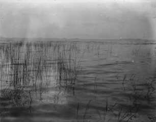 Ufer des Viktoriasees (Sammlung Hans Meyer - Herzog-Adolf-Friedrich-Expedition 1907–1908)