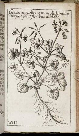 [Tab.] VIII. Geranium Africanum Alchimilla hirsuto folio floribus albidis.