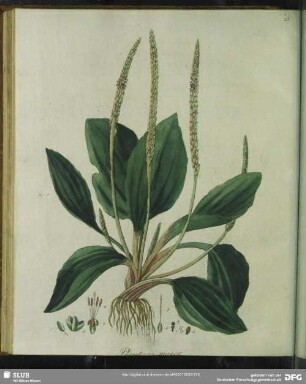 Zu Tabula XXV. Plantago Major. Grosser Wegerich