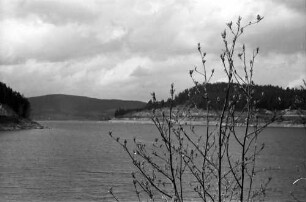 Schluchsee: Strauch mit Knospen am Schluchsee