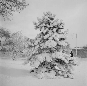 Schneebedeckte Tanne