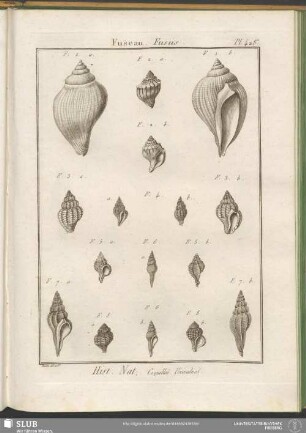 Pl. 428. Fuseau. Fusus