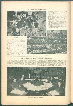 Exposición de flores