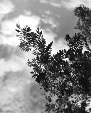 Vogelbeerzweig gegen Wolken