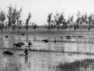Vietnam. Pflügen von überfluteten Reisfeldern mit Wasserbüffeln