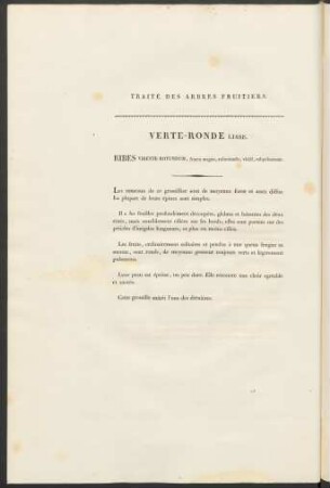 Verte-Ronde Lisse. Ribes Virente-Rotundum ...