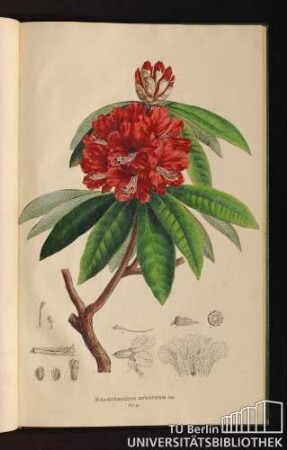 Tab. 91. Rhododendron arboreum Sm.