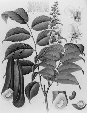 Perubalsambaum (Toluifera Pereirae), farbig : Geographie | Wirtschaftsgeographie | Reizmittel, aetherische Öle und Duftstoffe liefernde Pflanzen | Tabak, Arzneipflanzen und Ölpflanzen