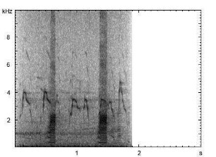 Stockente | Anas platyrhynchos - Ruf