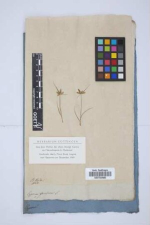 Cyperus flavescens L.