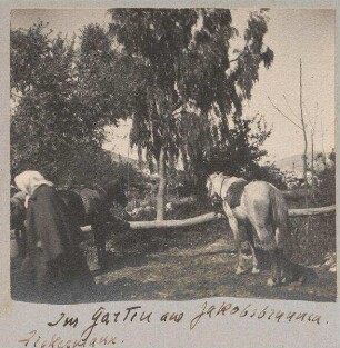 Im Garten am Jakobsbrunnen [Garizim]. Zickermann.