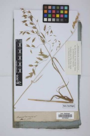 Bromus arvensis L.