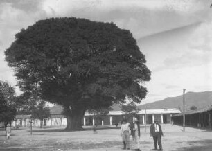 In Mitla : Blick über einen Platz mit Gebäuden und einem großen Baum in der Mitte